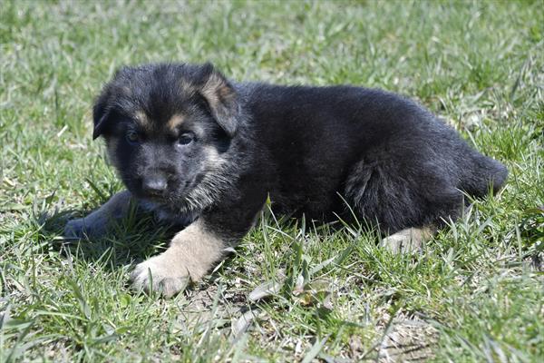 German Shepherd Image #1