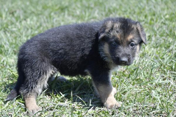 German Shepherd Image #1