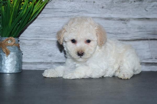Poodle Image #1