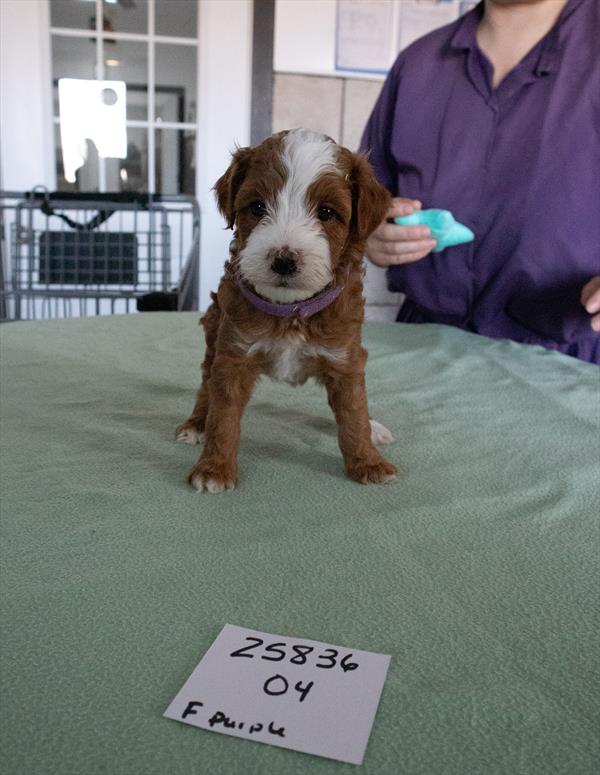 Poodle Image #1