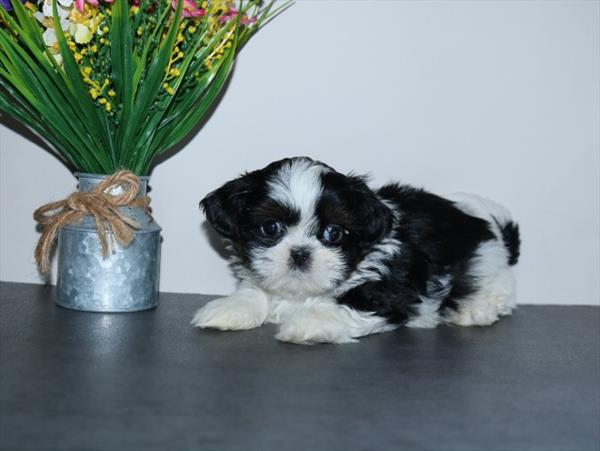 Shih Tzu Image #1