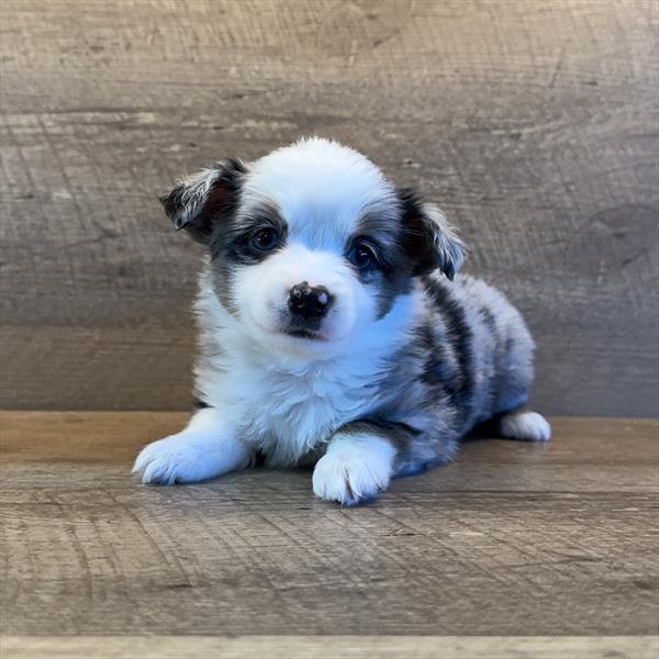 Australian Shepherd Image #1