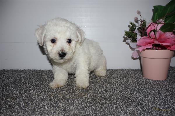 Bichon Frise Image #1