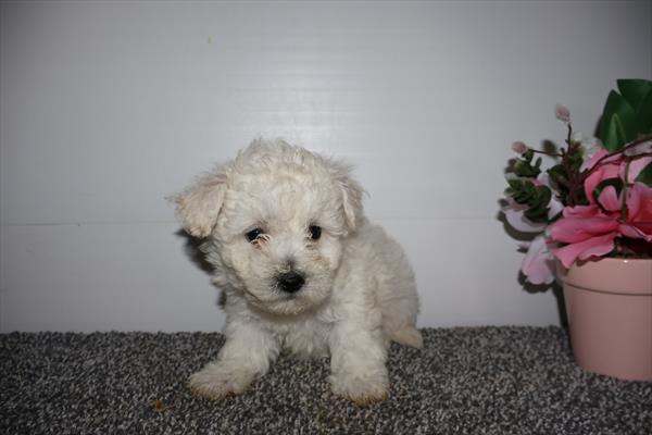 Bichon Frise Image #1