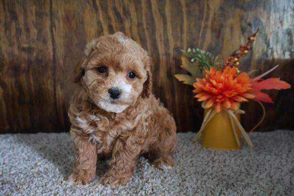Poodle Image #1
