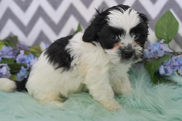 Shihpoo Image #1