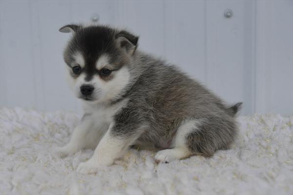Alaskan Klee Kai Image #1