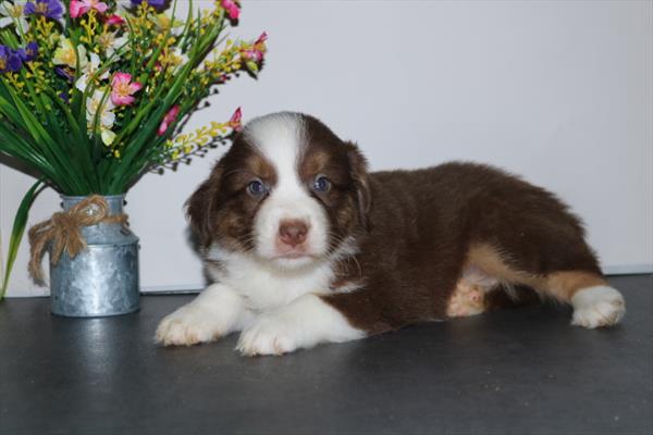 Mini Australian Shepherd Image #1