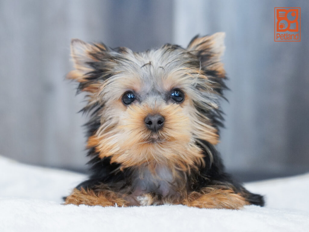 Yorkshire Terrier Image #1