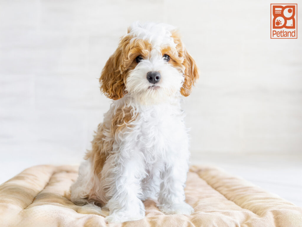 Cavapoo Image #1