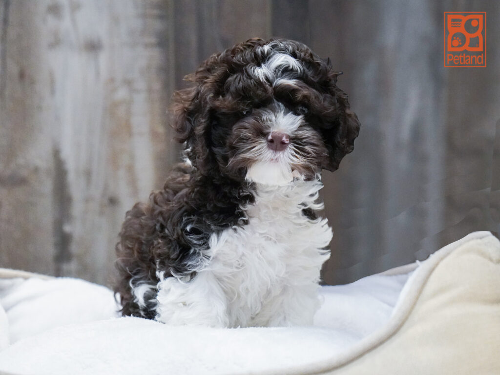 Cockapoo Image #1