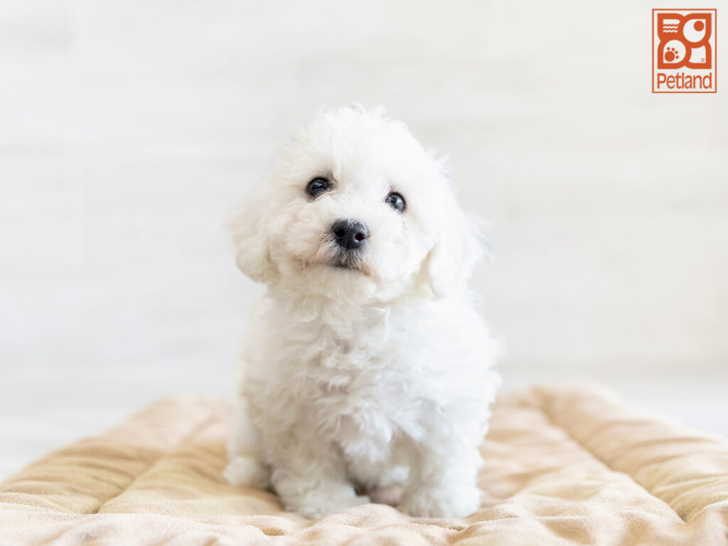 Bichon Frise Image #1