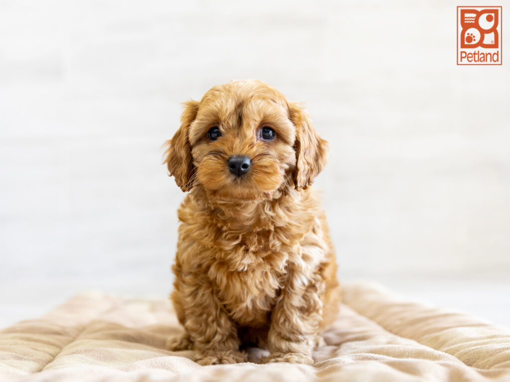 Cavapoo Image #1