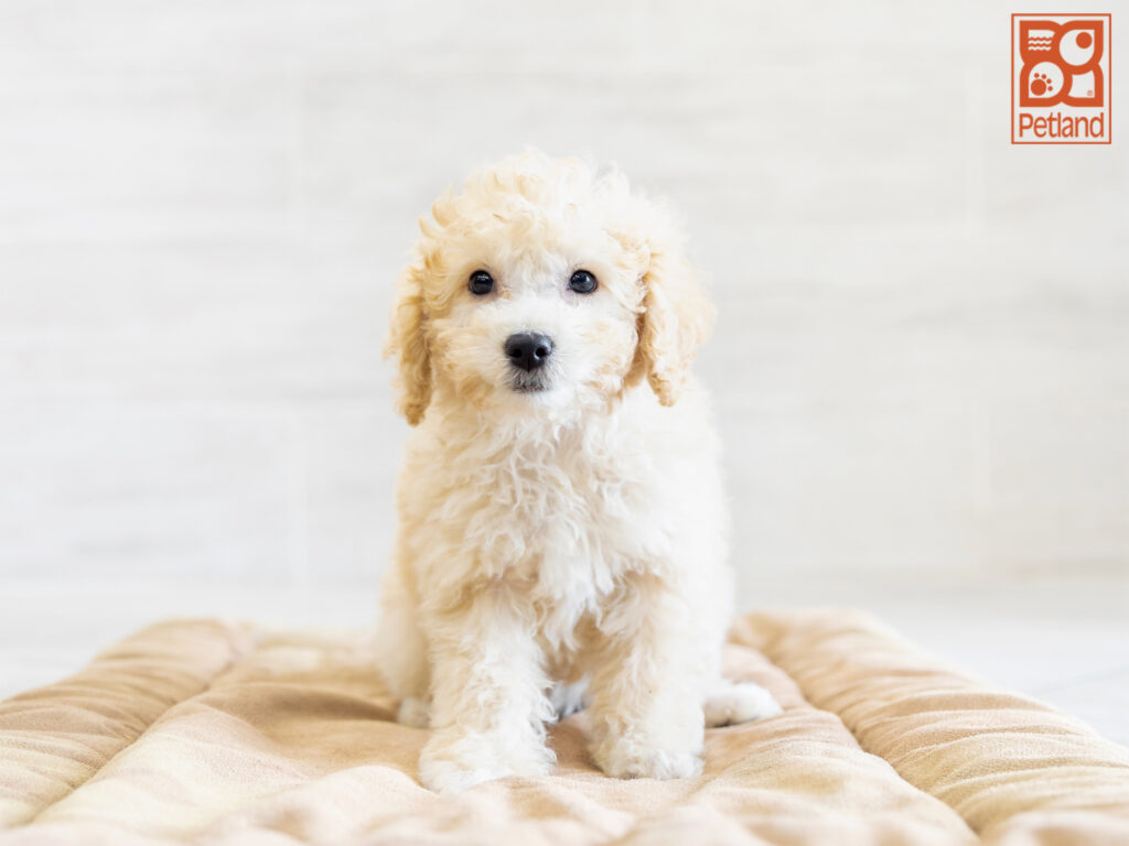 Bichonpoo Image #1