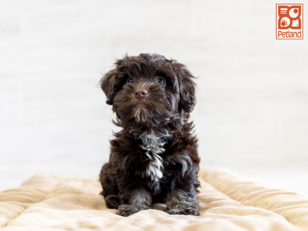 Cockapoo 2nd Gen Image #1