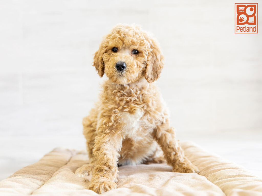 Goldendoodle 2nd Gen Image #1