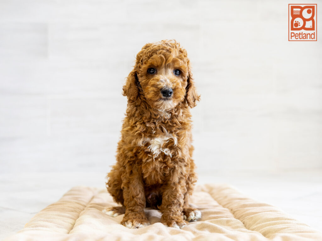 Standard Poodle Image #1