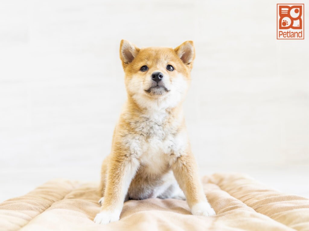 Shiba Inu Image #1