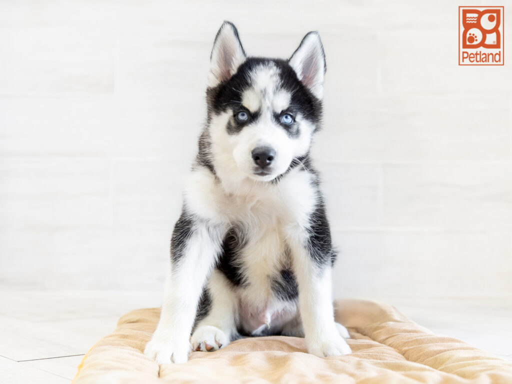Siberian Husky Image #1