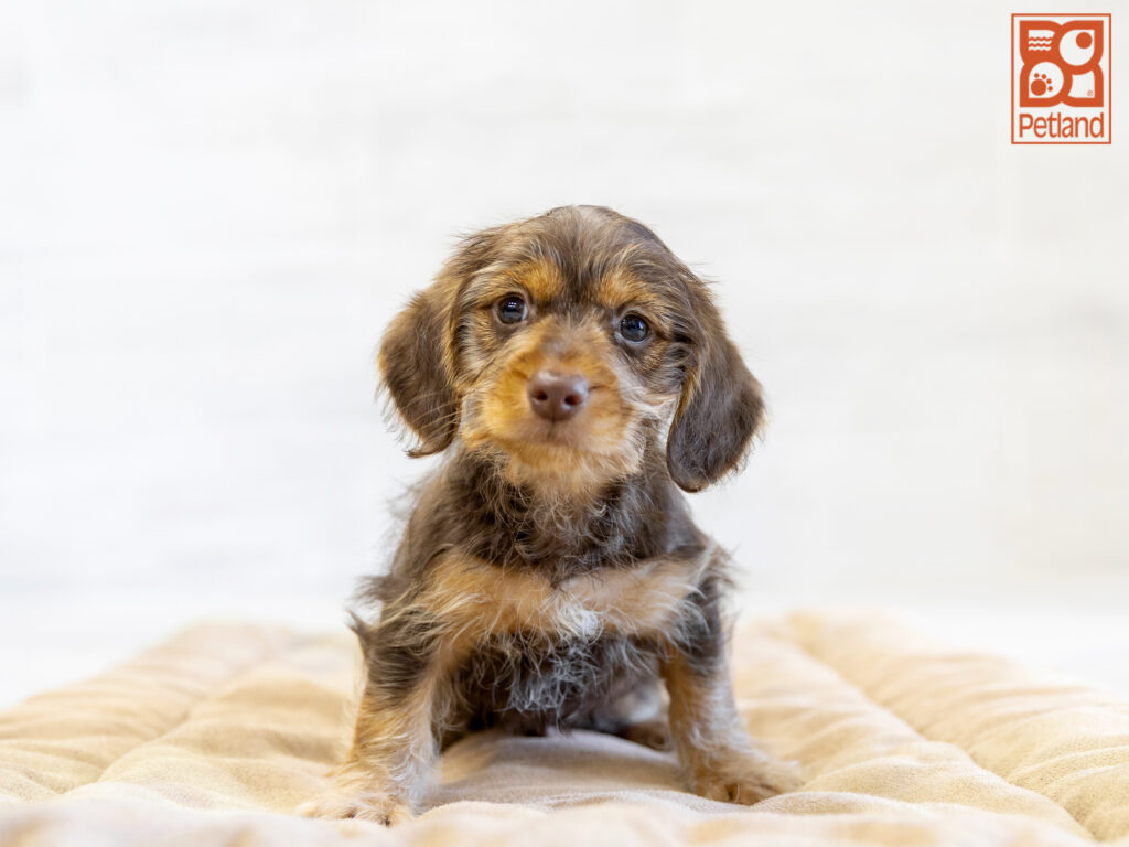 Dachshund Image #1