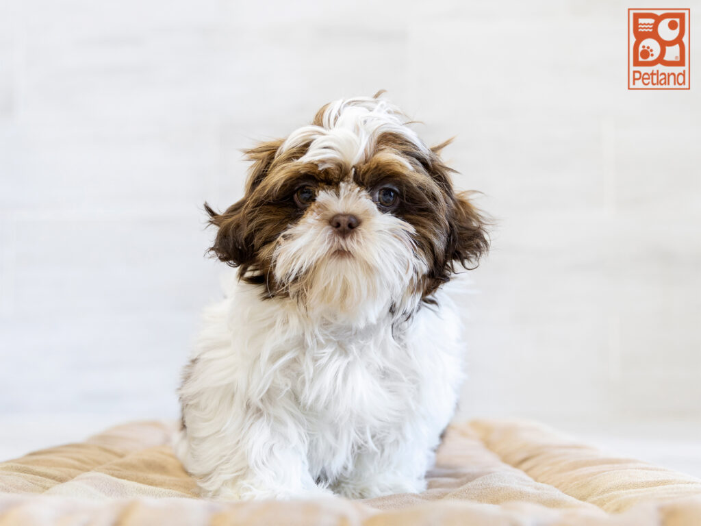 Shih Tzu Image #1