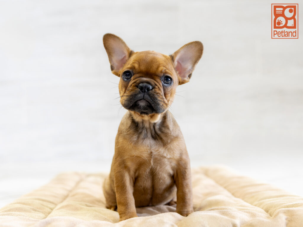 French Bulldog Image #1