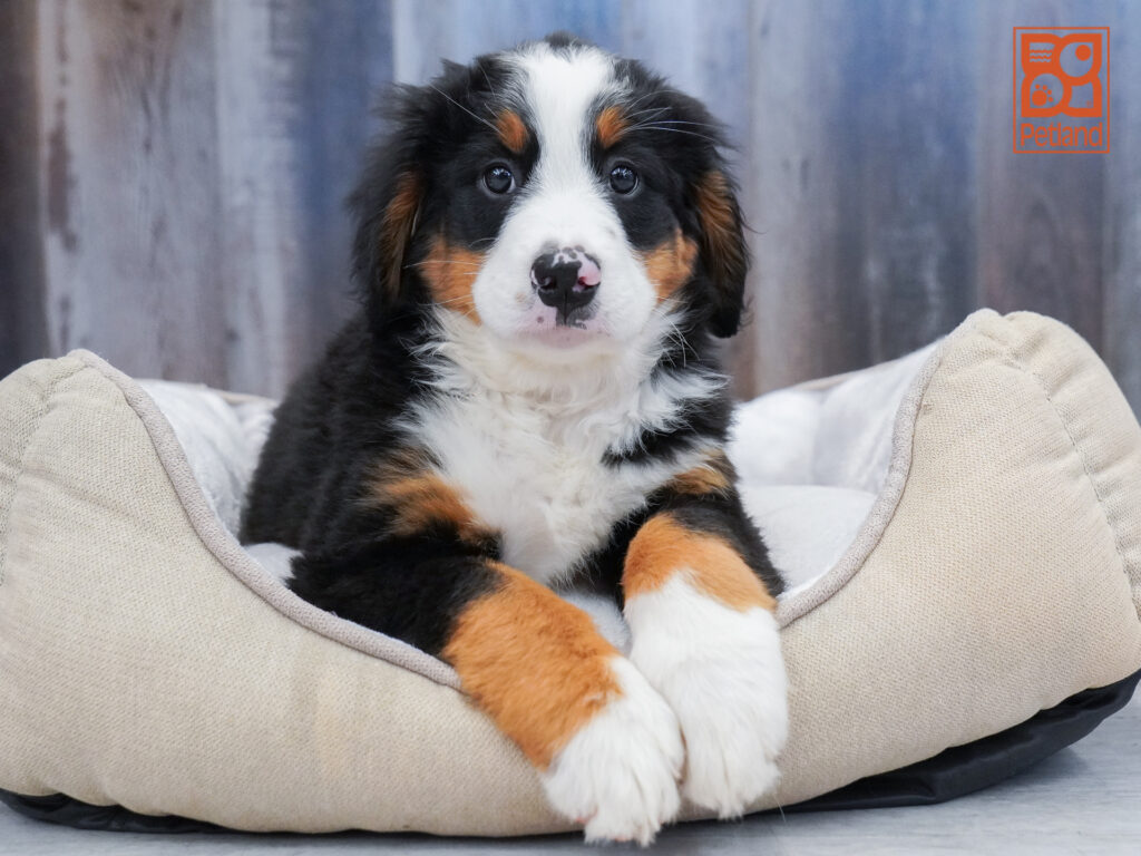 Bernese Mountain Dog Image #1
