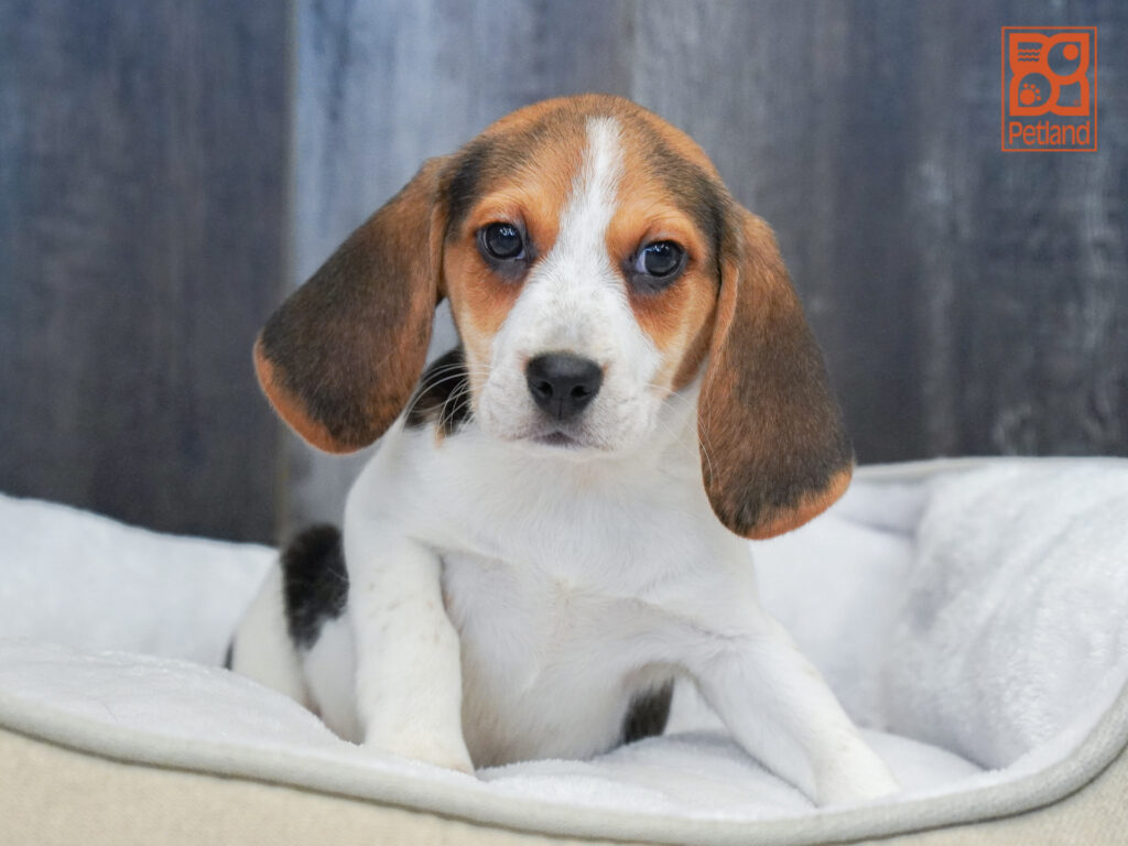 Beagle Image #1