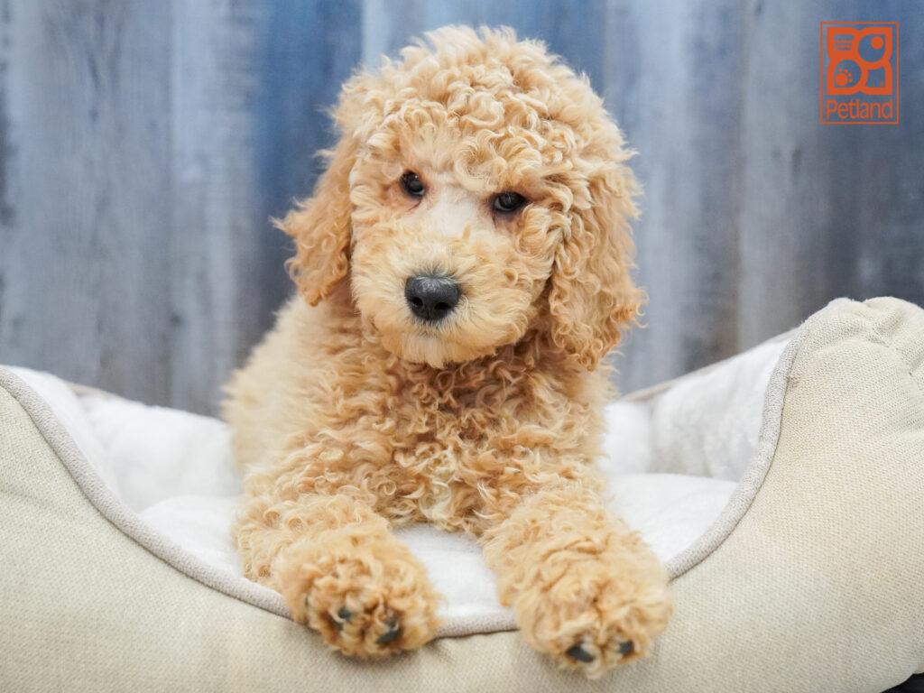 Goldendoodle 2nd Gen Image #1