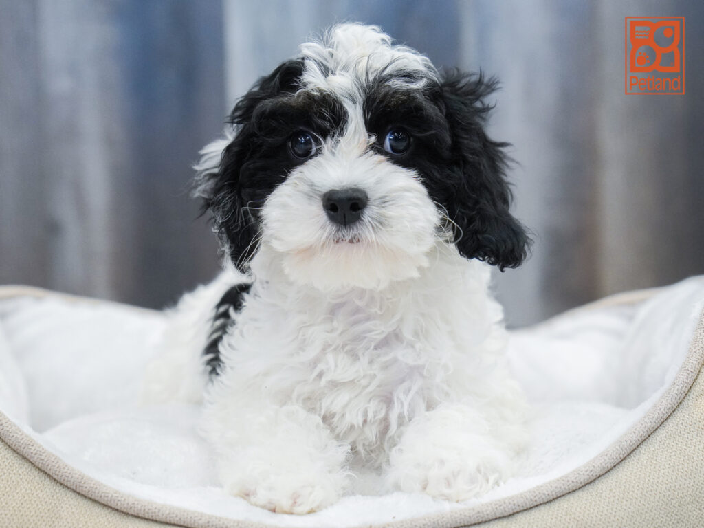 Cavapoo Image #1