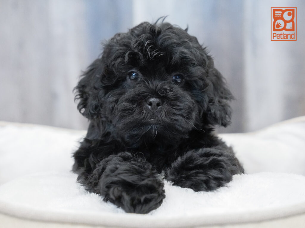 ShihPoo Image #1