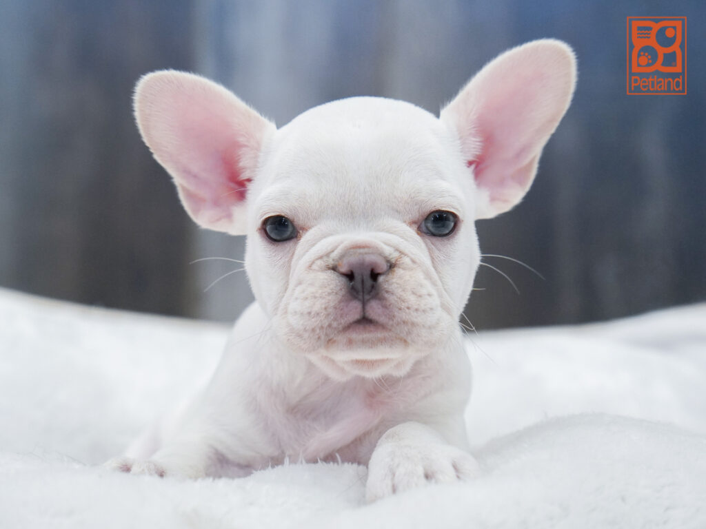 French Bulldog Image #1