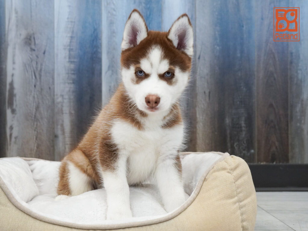 Siberian Husky Image #1