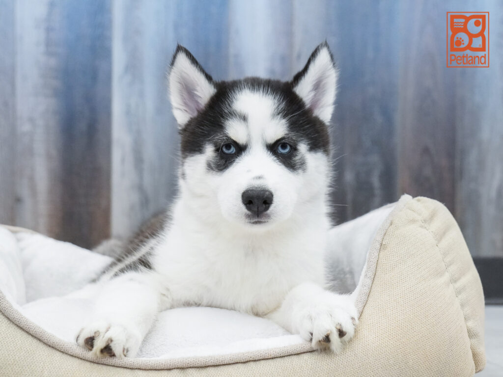 Siberian Husky Image #1