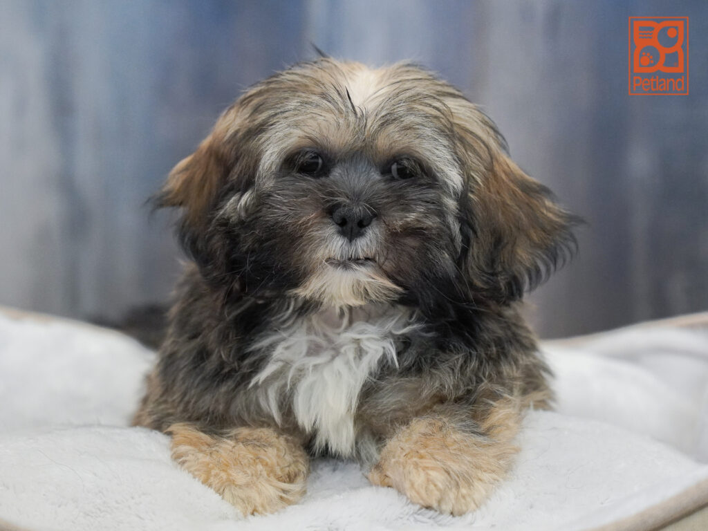 Lhasa Apso Image #1