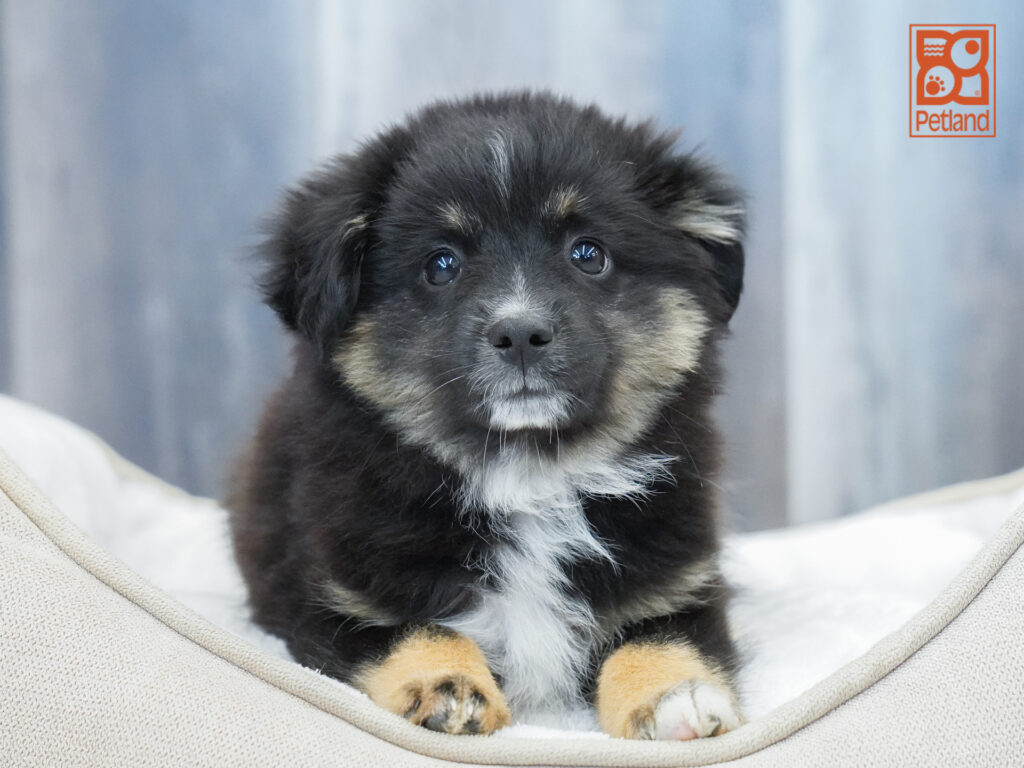 Mini American Shepherd Image #1