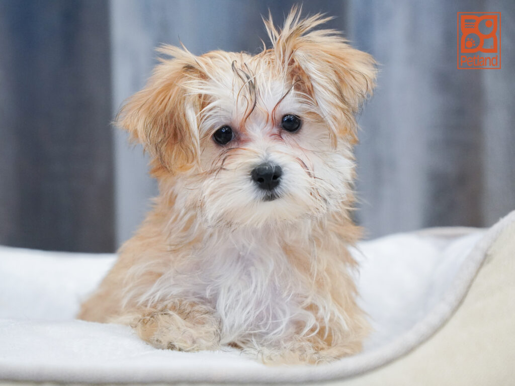 Morkie Image #1