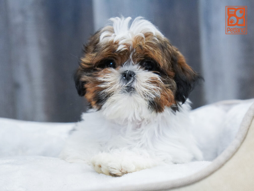 Shih Tzu Image #1