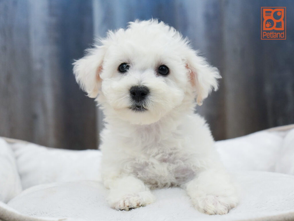 Bichon Frise Image #1