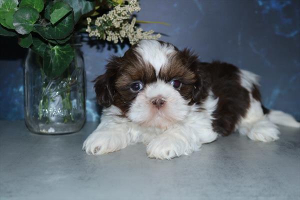 Shih Tzu Image #1