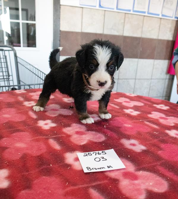 Bernese Mountain Dog Image #1