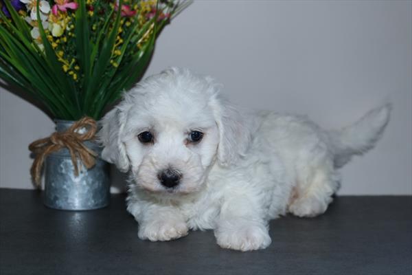 Bichon Frise Image #1