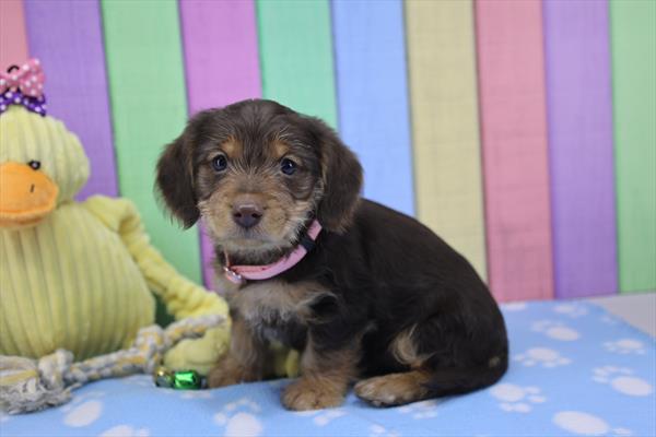 Dachshund Image #1