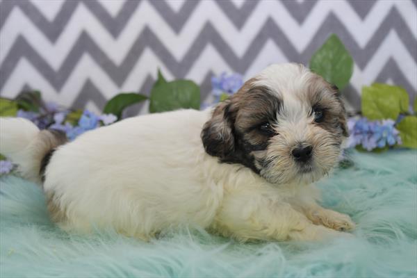 Shihpoo Image #1