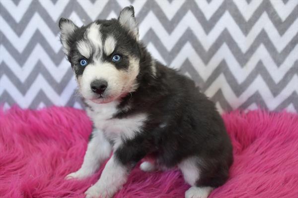 Siberian Husky Image #1