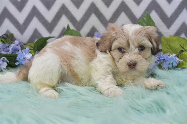 Shihpoo Image #1