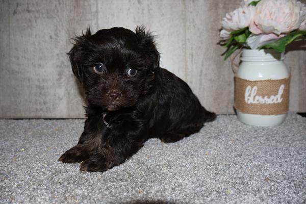 Cockapoo 2nd Gen Image #1
