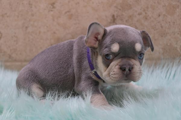French Bulldog Image #1