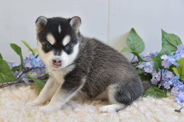 Alaskan Klee Kai Image #1