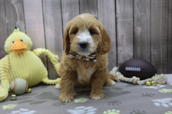 Mini Goldendoodle Image #1